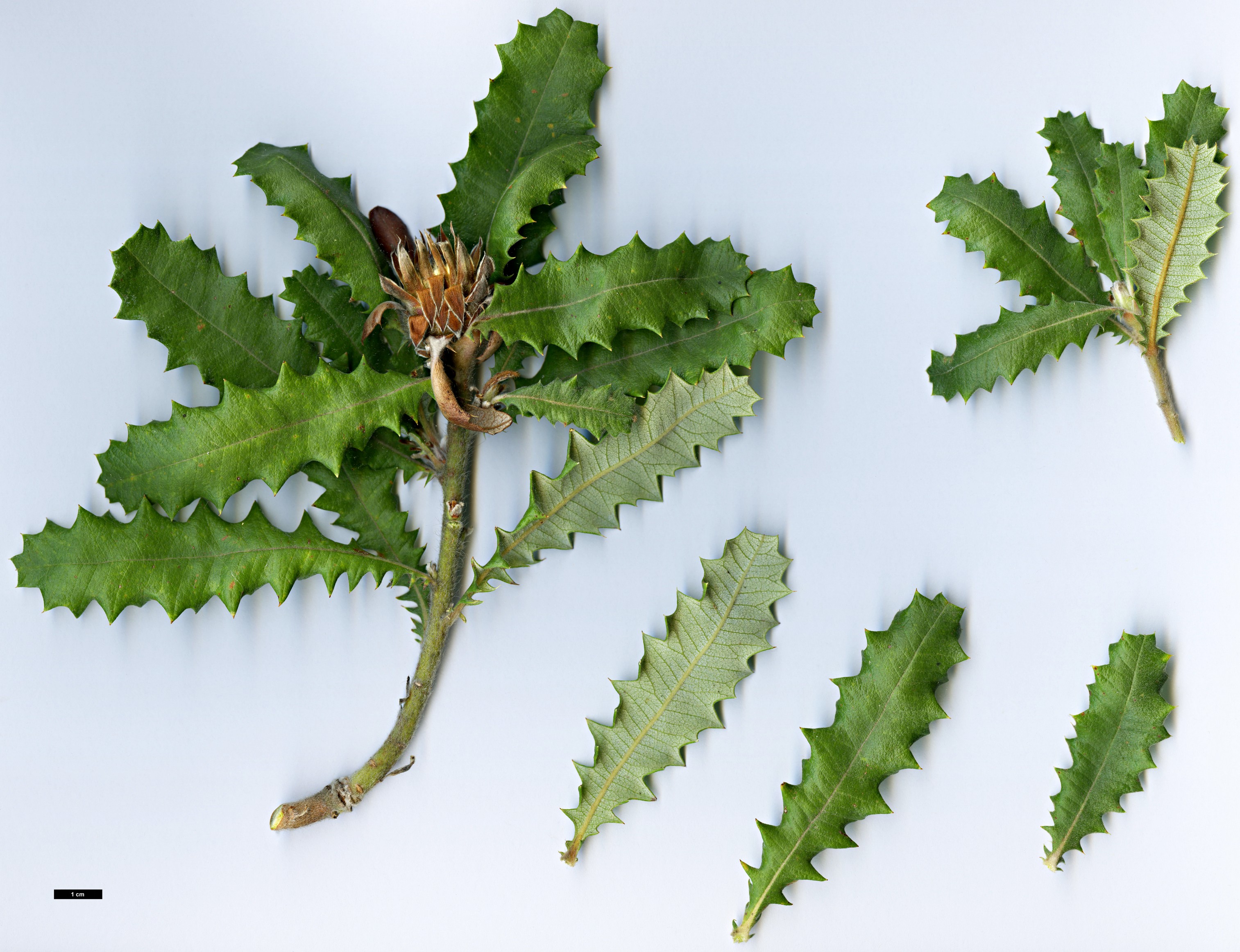 High resolution image: Family: Proteaceae - Genus: Dryandra - Taxon: praemorsa - SpeciesSub: var. splendens
